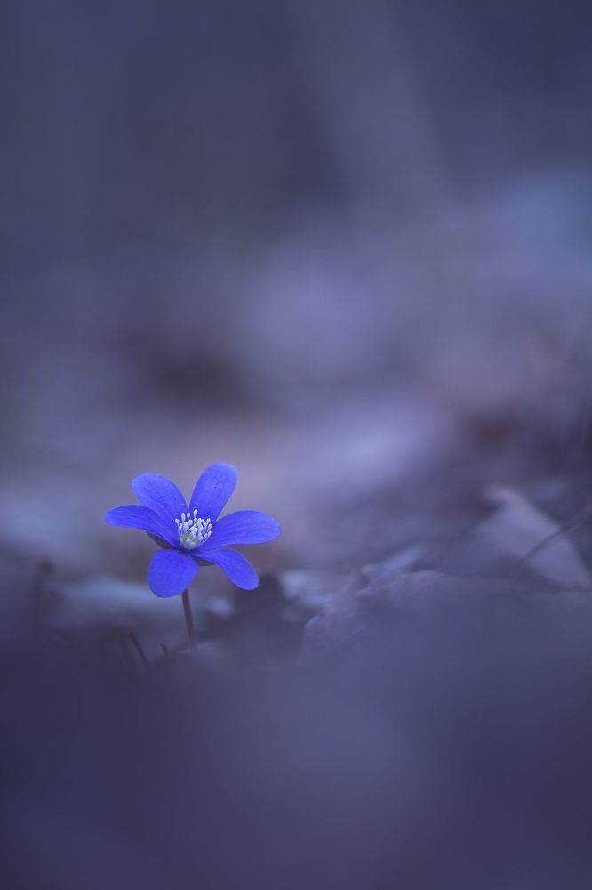 Печеночница (Hepatica)