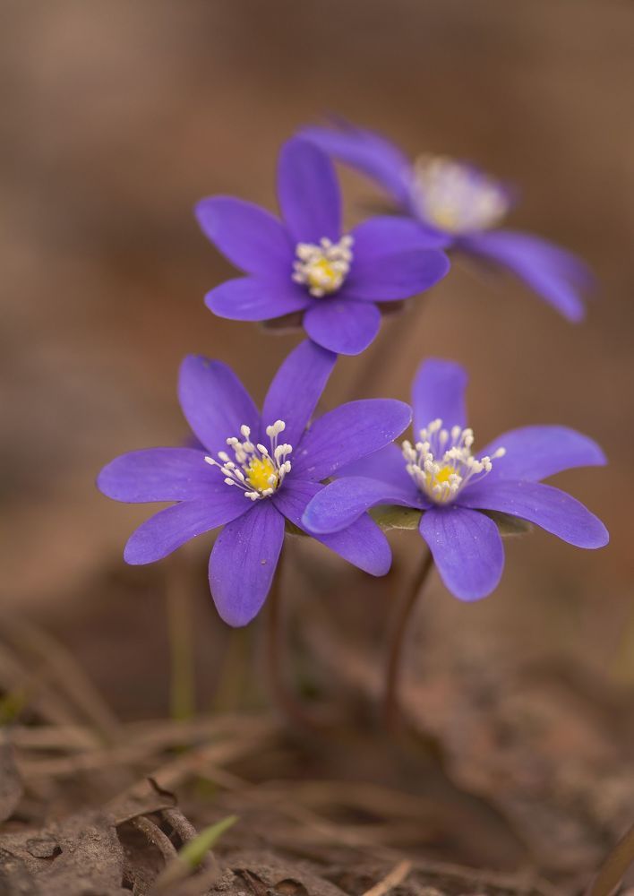 Печеночница (Hepatica)