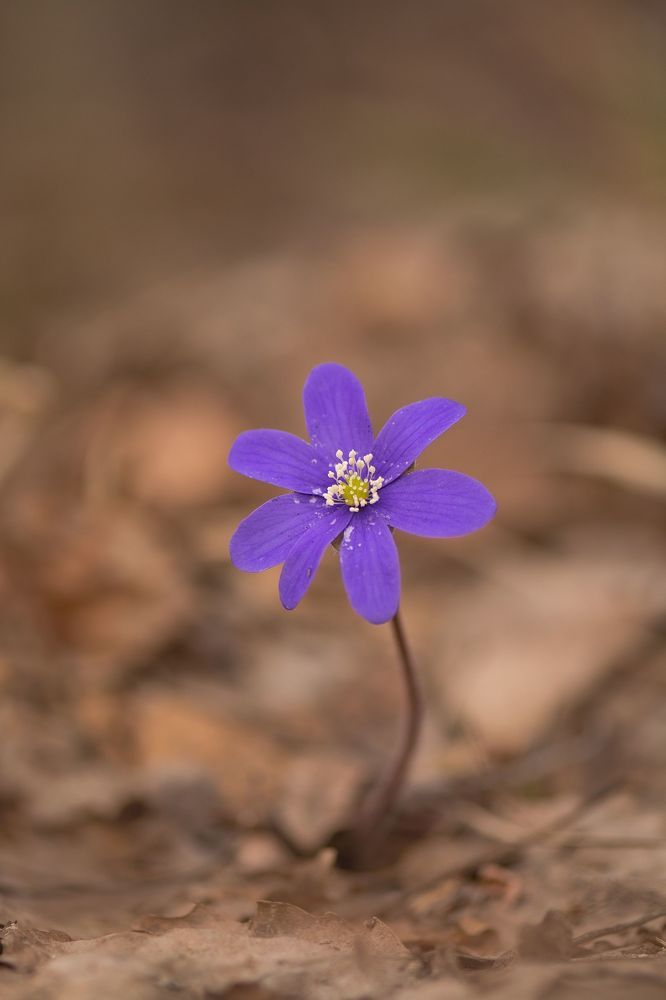 Печеночница (Hepatica)