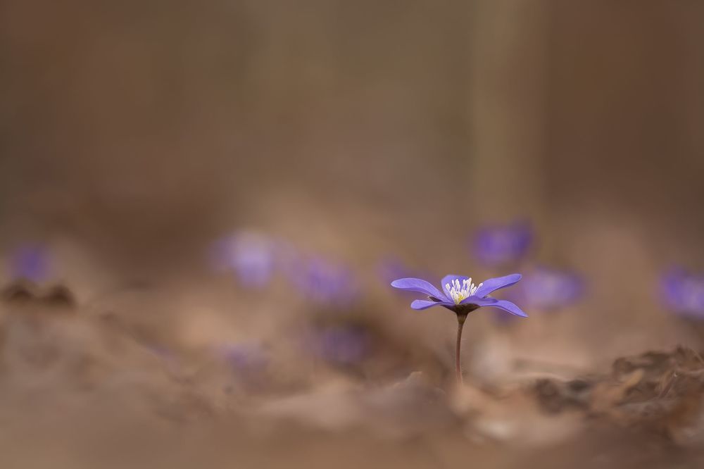 Печеночница (Hepatica)