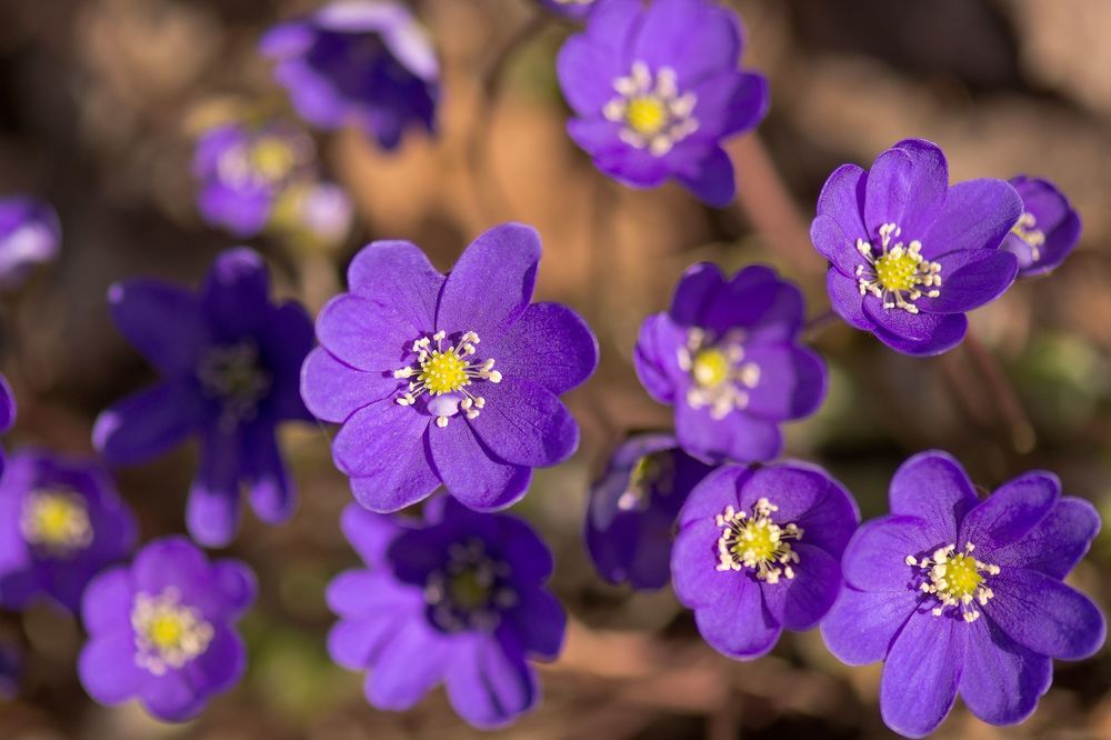 Печеночница (Hepatica)