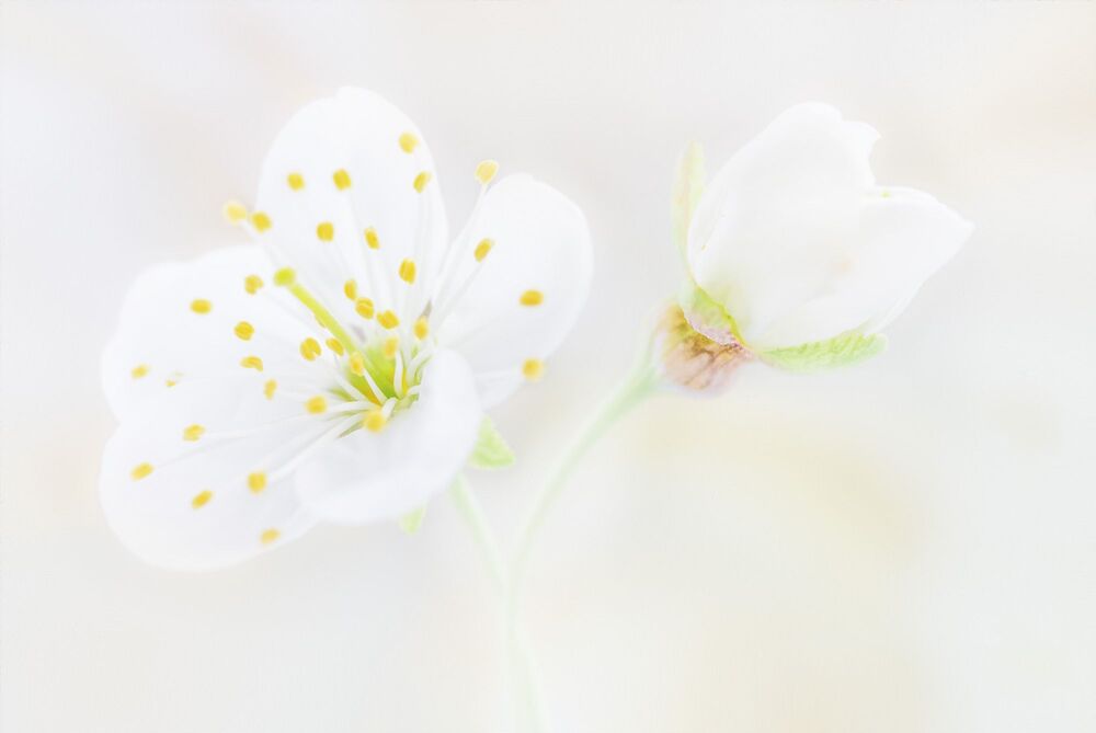 Tenderness of flowers