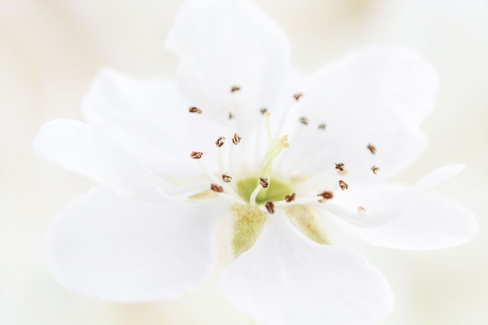 Tenderness of flowers