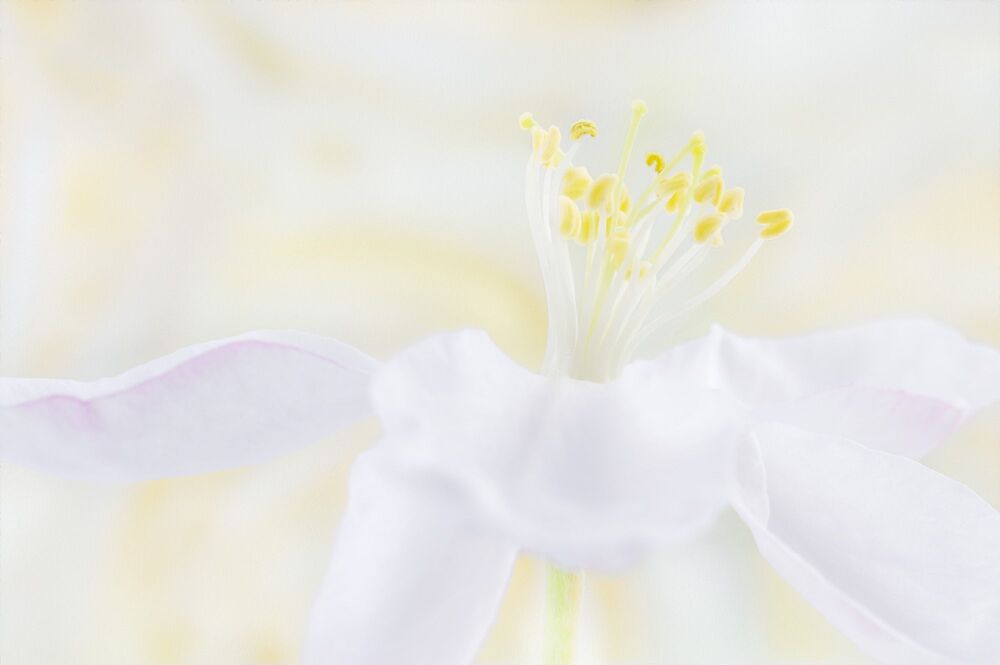Tenderness of flowers