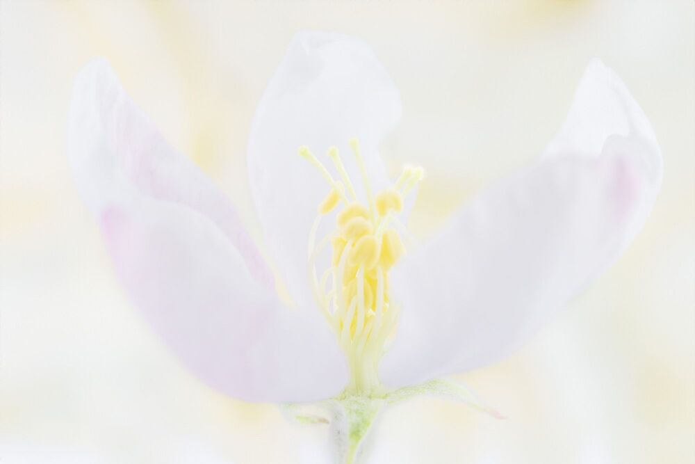 Tenderness of flowers