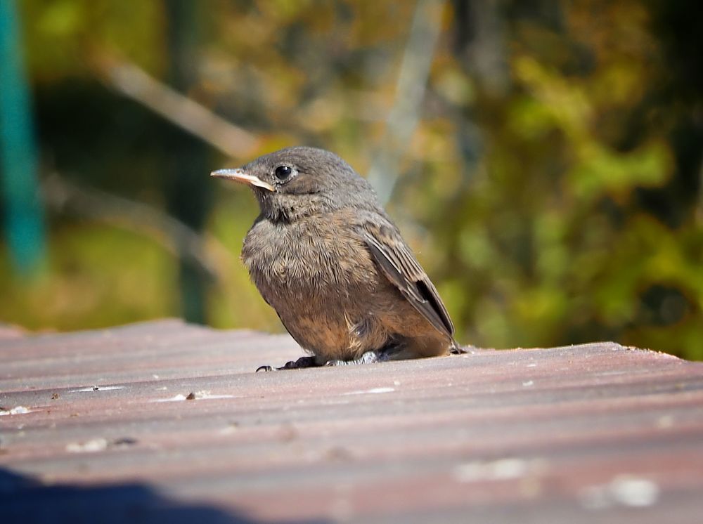Phoenicurus