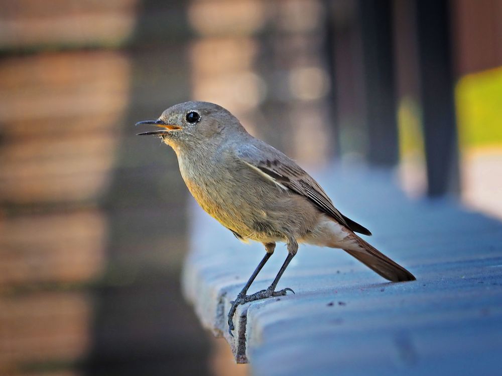 Phoenicurus