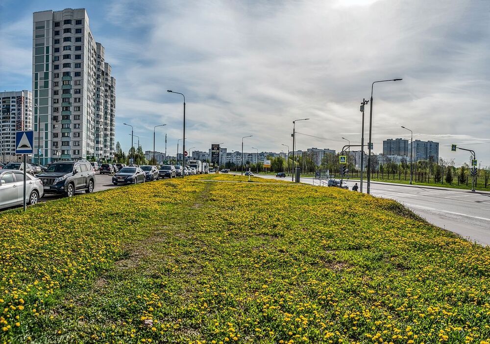Городские одуванчики