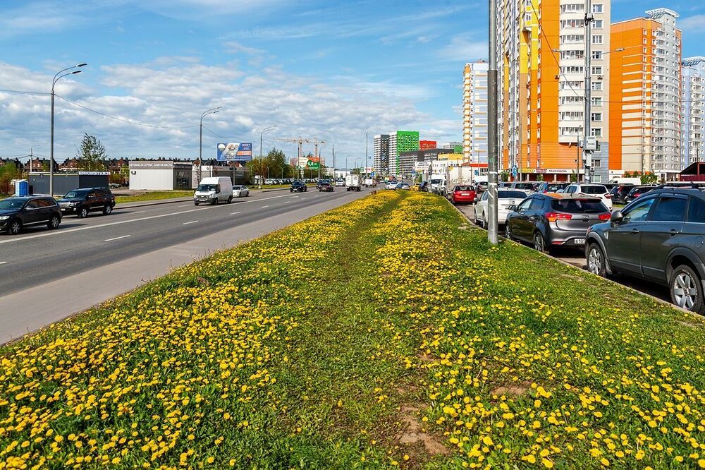 Городские одуванчики
