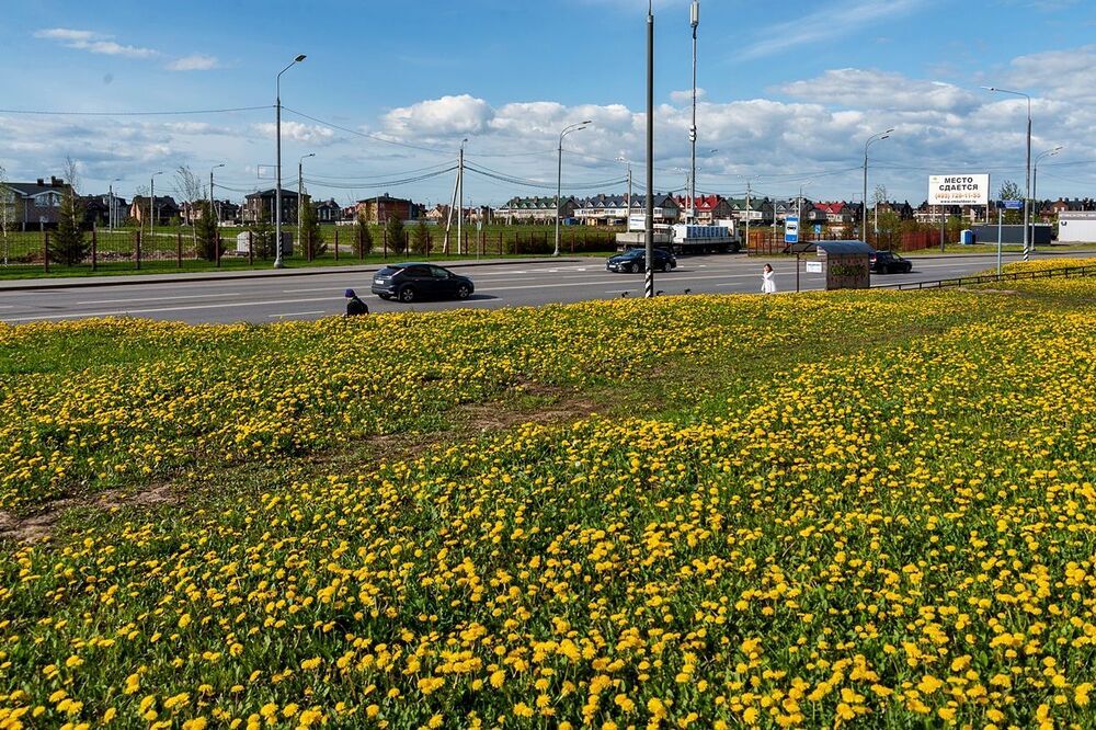 Городские одуванчики