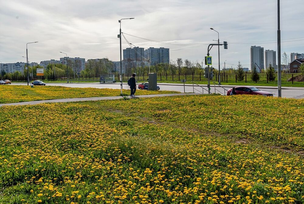 Городские одуванчики