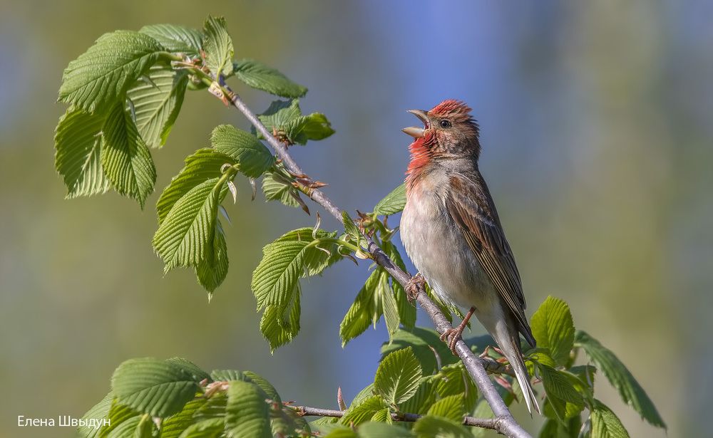 Common rosenfinch