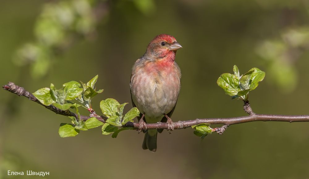 Common rosenfinch