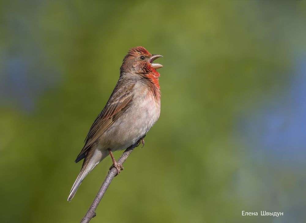 Common rosenfinch