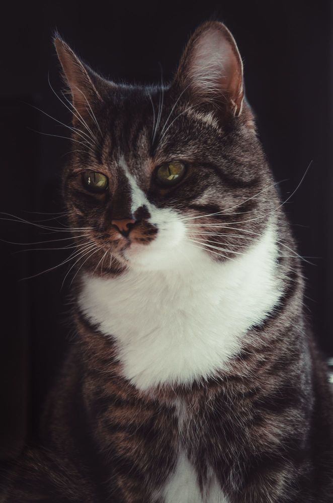 Котосессия