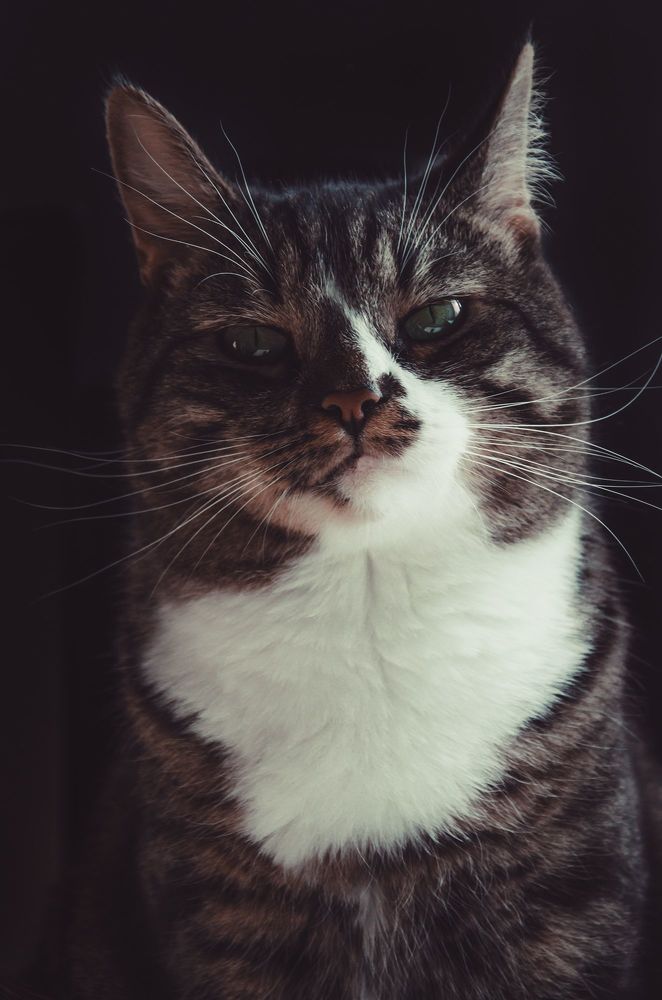 Котосессия