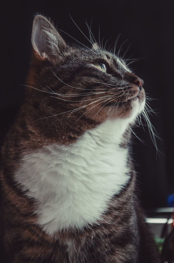 Котосессия