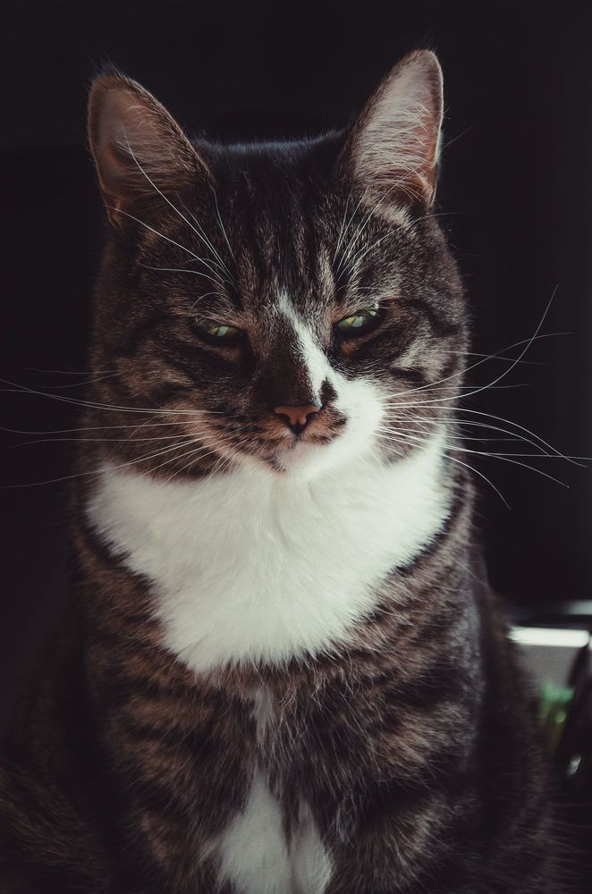 Котосессия