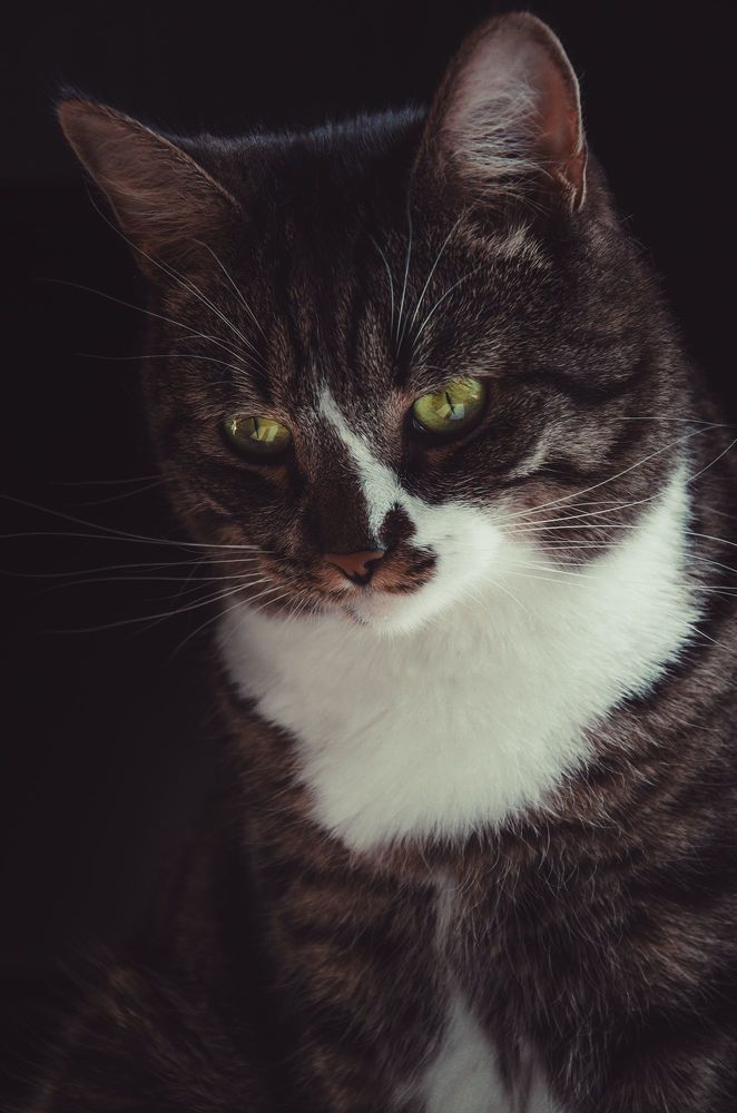 Котосессия