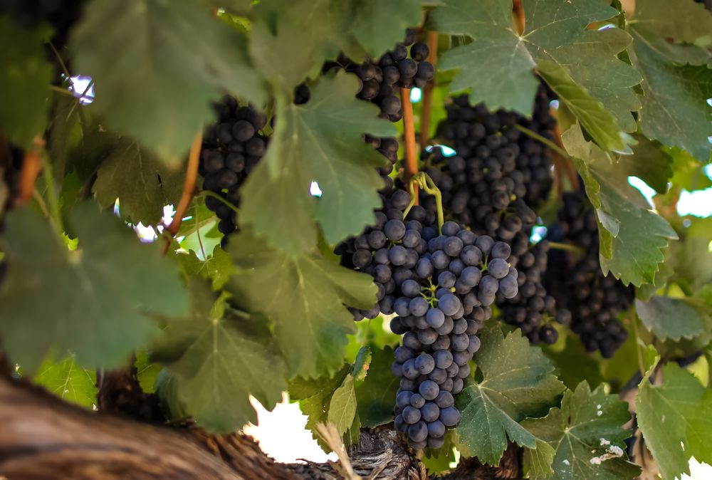 Vine