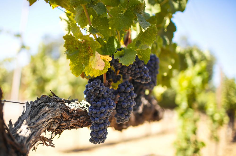 Vine