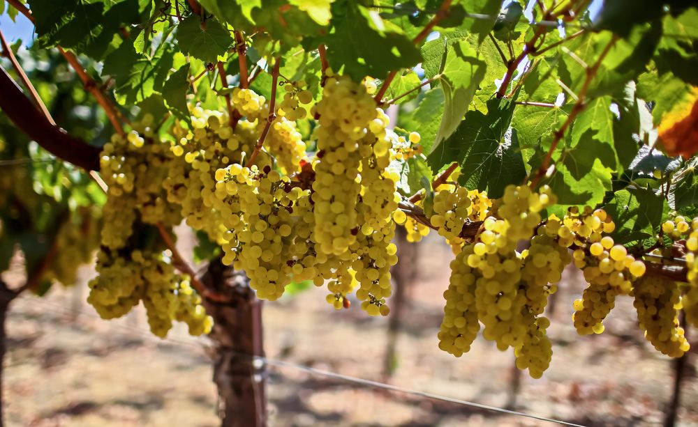 Vine