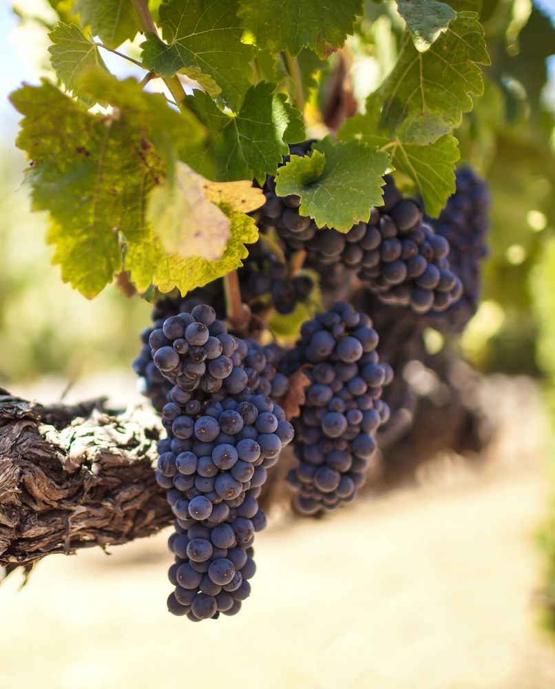 Vine