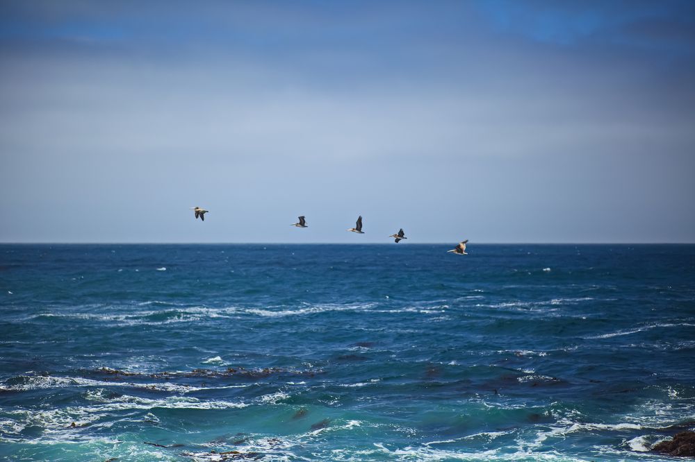 Surf