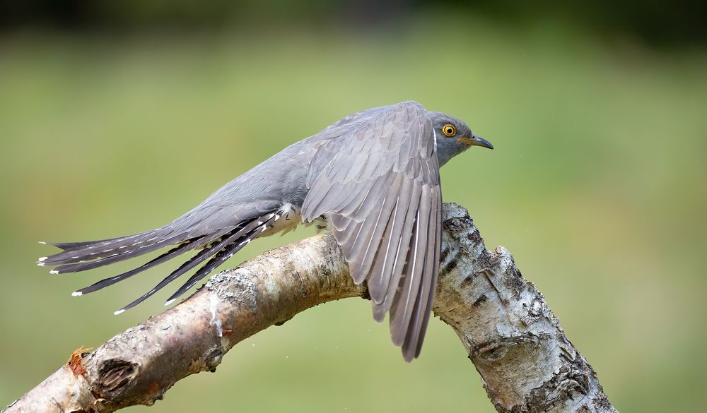 Cuckoo