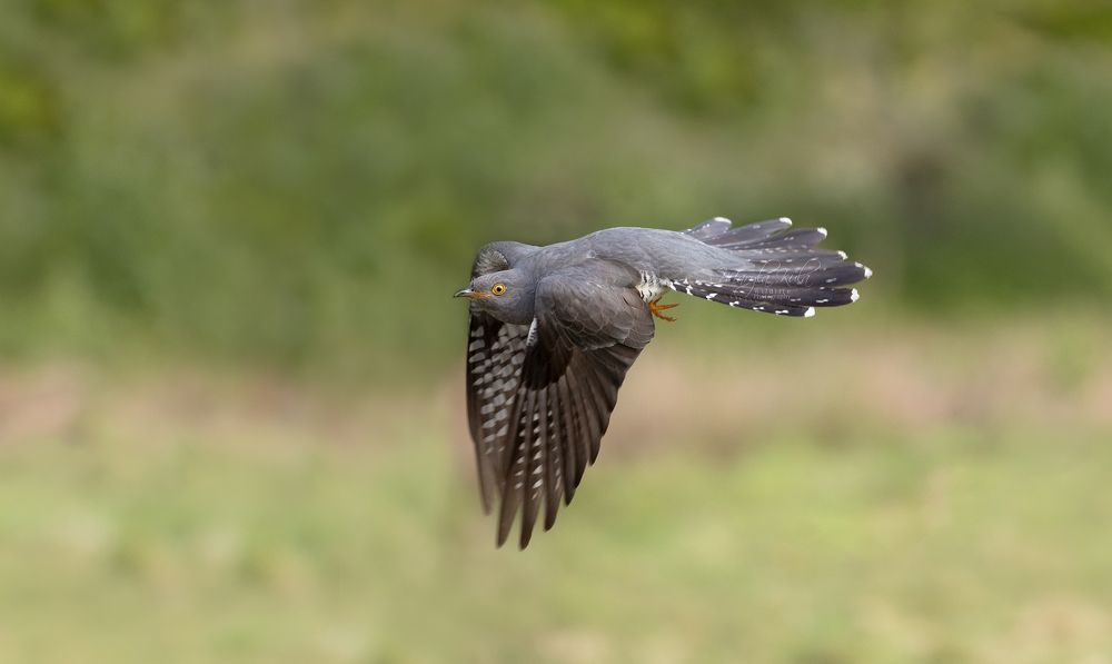 Cuckoo