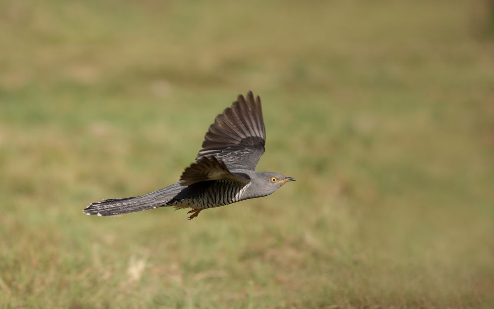 Cuckoo
