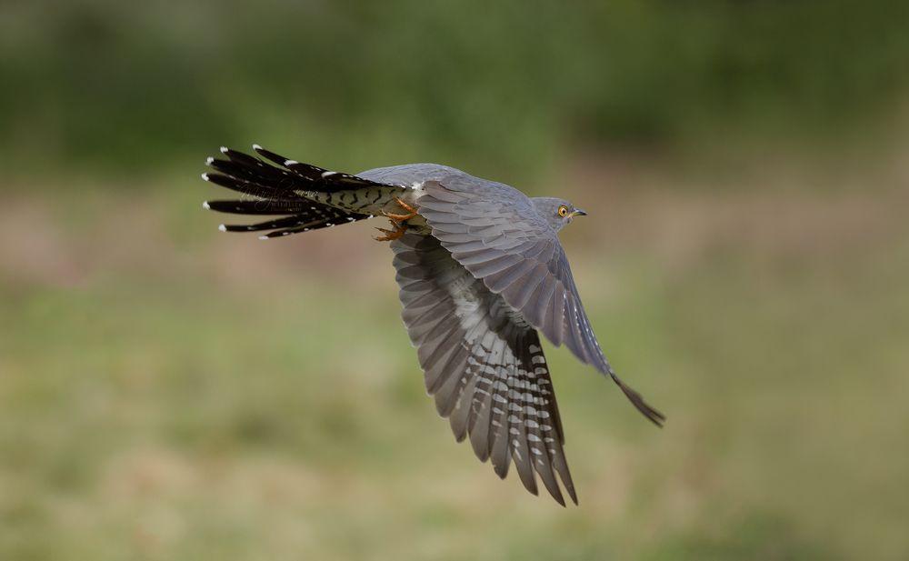 Cuckoo