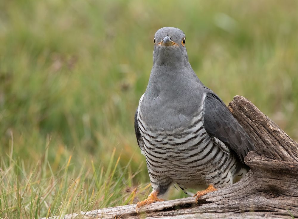 Cuckoo