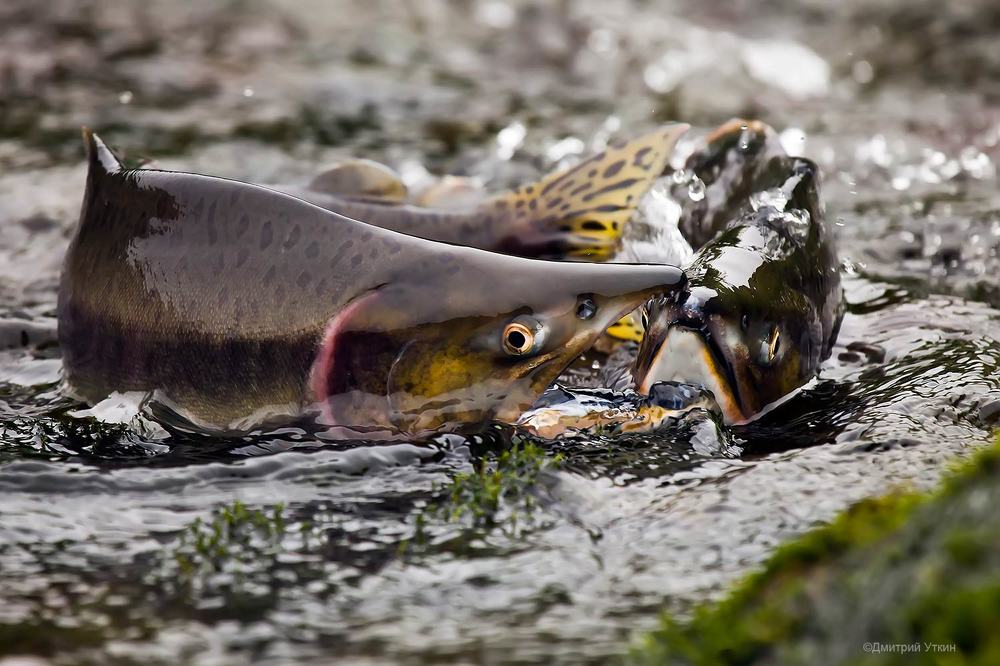 Про горбушу