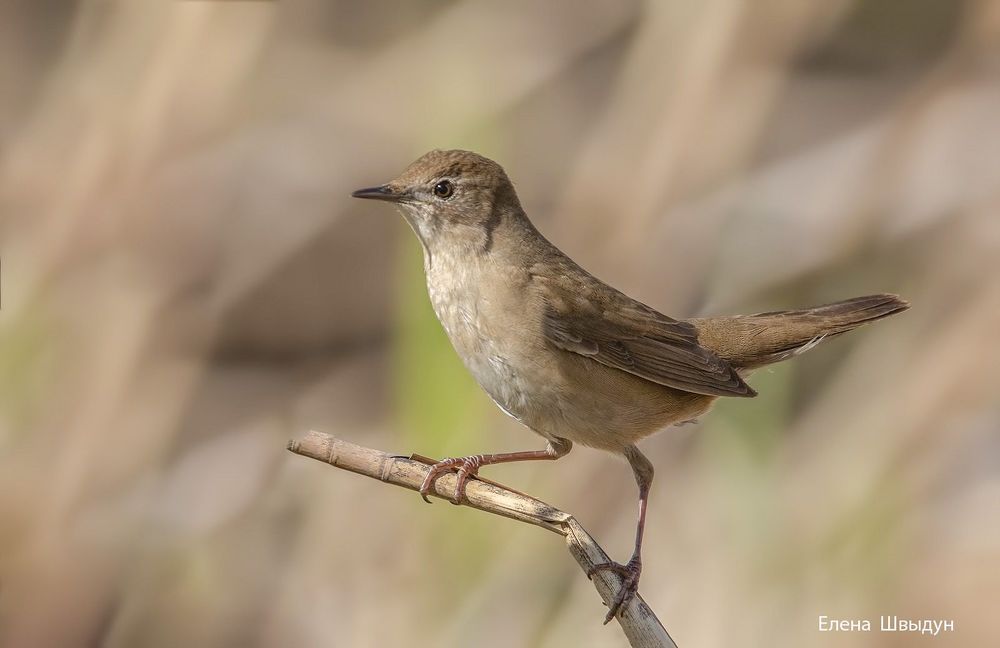 Savis warbler