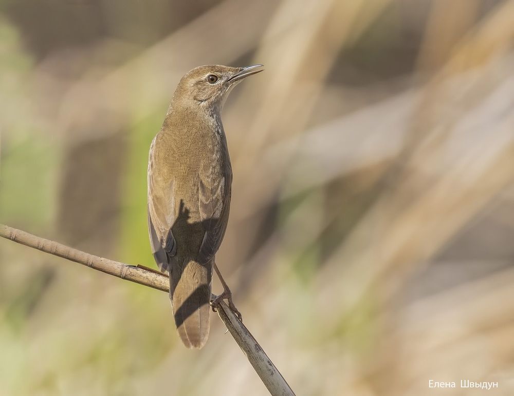 Savis warbler