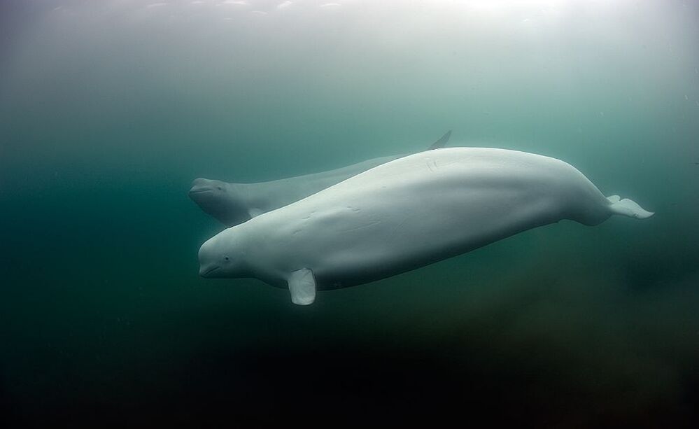 Japan Sea. Rudnaya Bay. Polar White Whale.