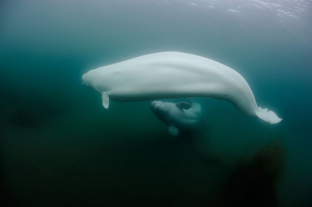 Japan Sea. Rudnaya Bay. Polar White Whale.