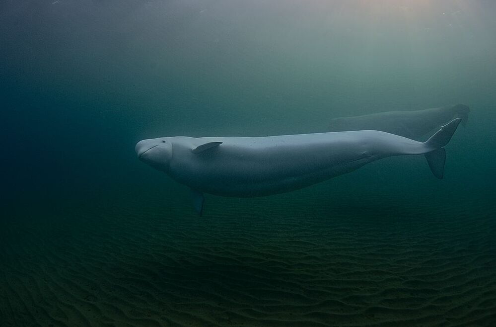Japan Sea. Rudnaya Bay. Polar White Whale.