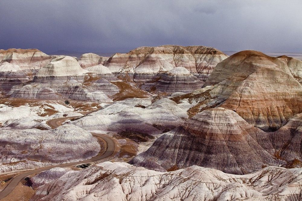 Petrified wood