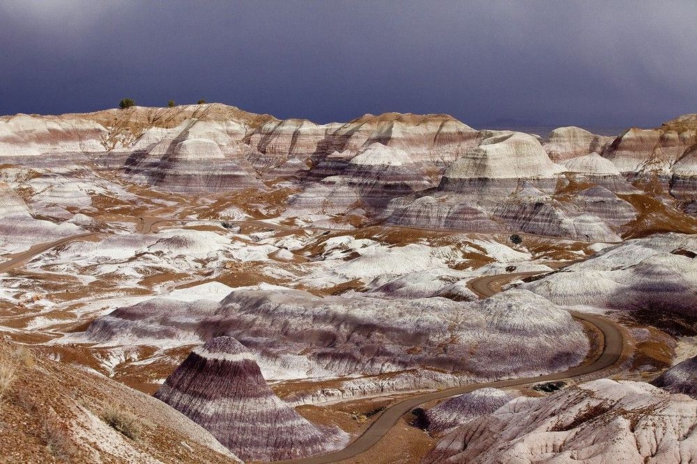 Petrified wood