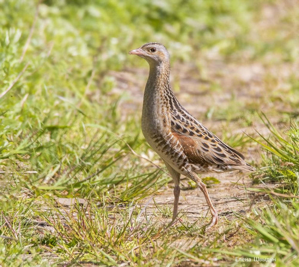 Corn crake
