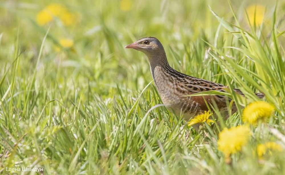 Corn crake
