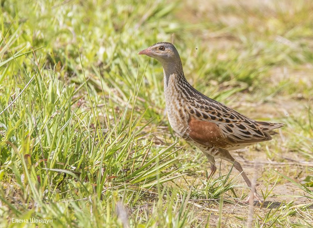 Corn crake