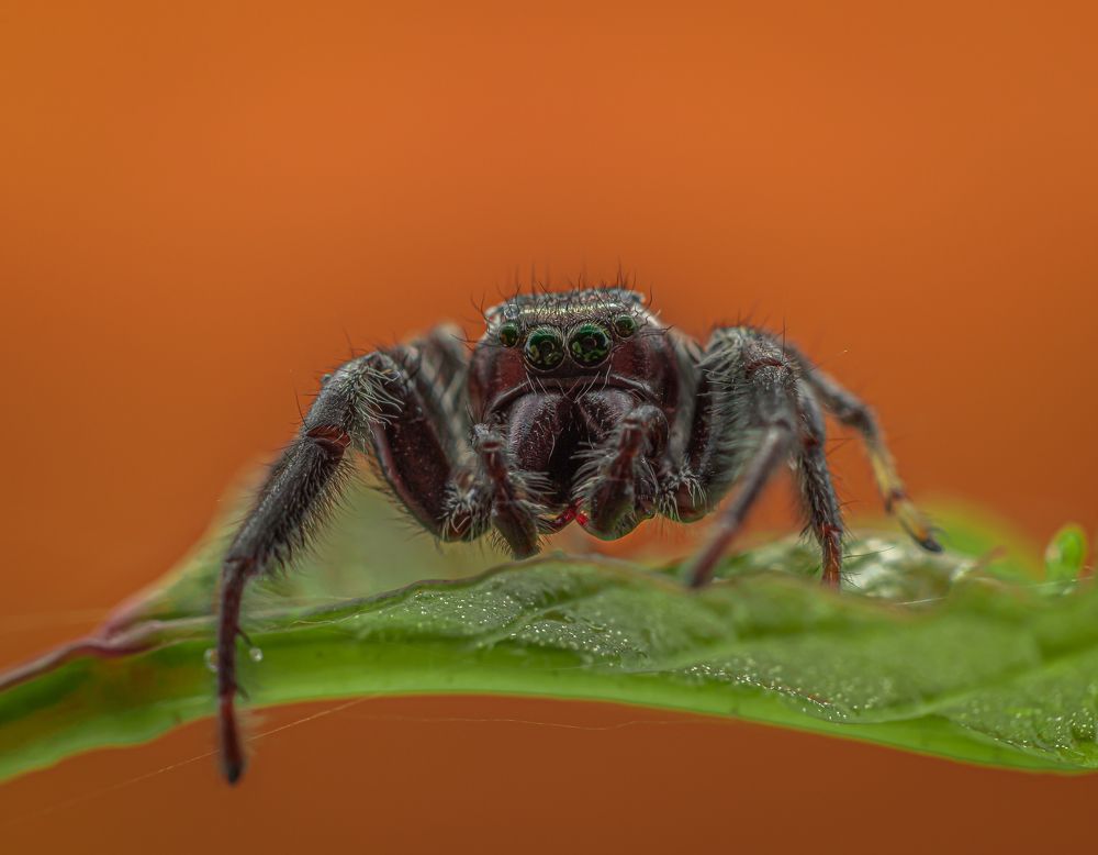 Jumping Spider. (Paraphidippus aurantius) Male