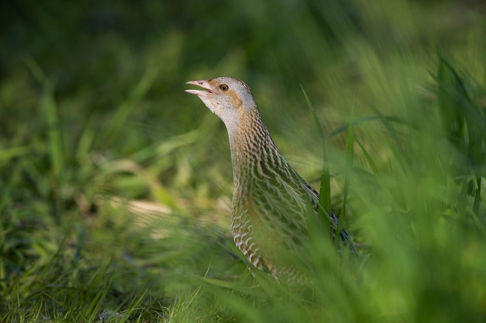 Коростель (Crex crex)