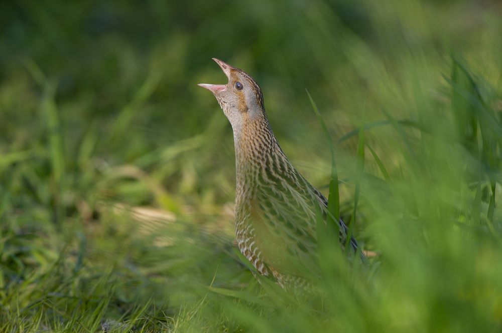 Коростель (Crex crex)