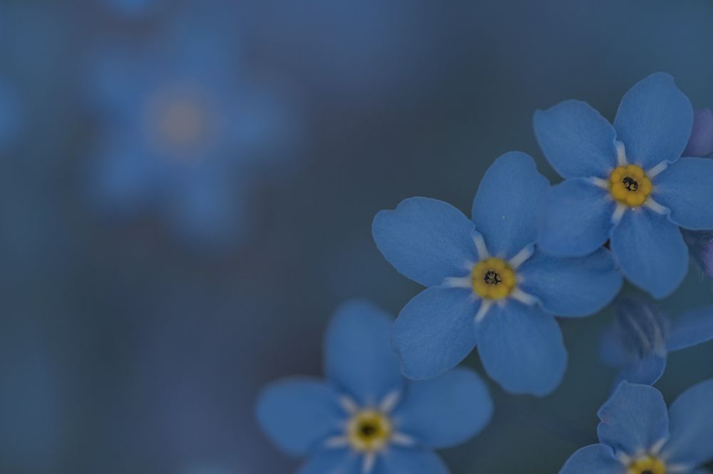 Незабудки