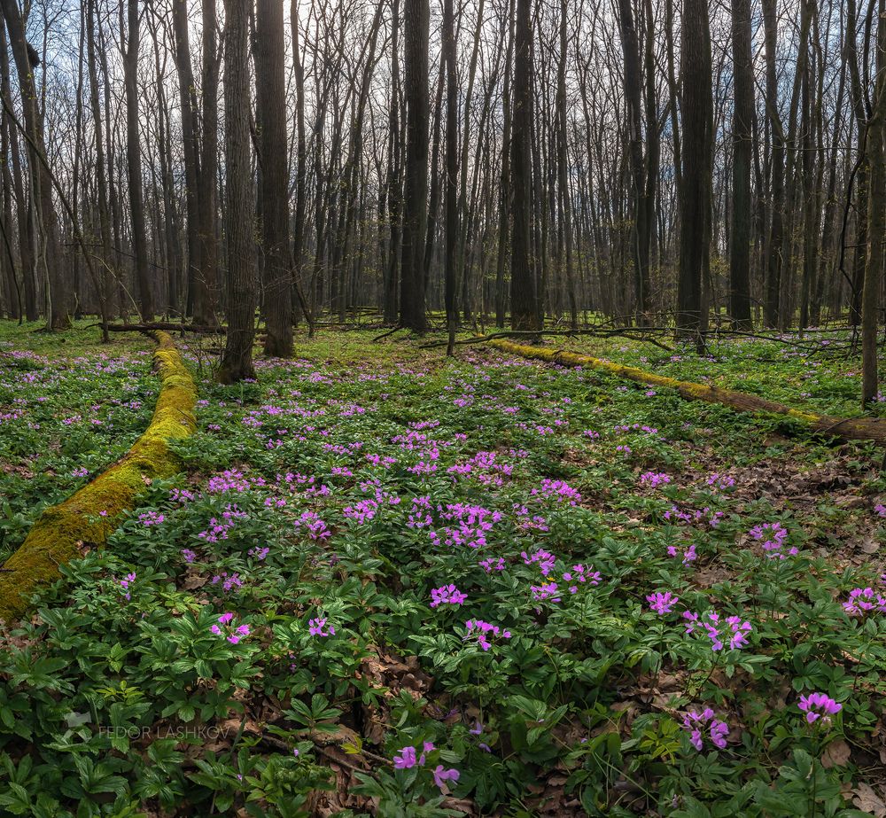 Лес на Во́рскле