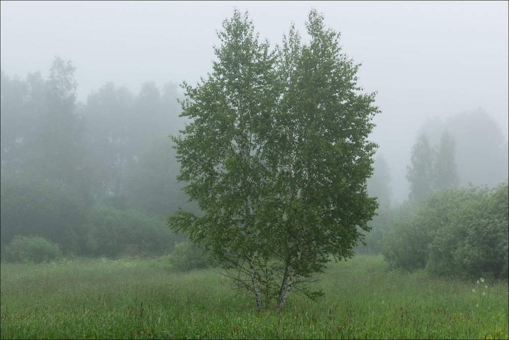 Берёзы в тумане